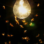 Why Bugs Are Attracted to Your Porch Light