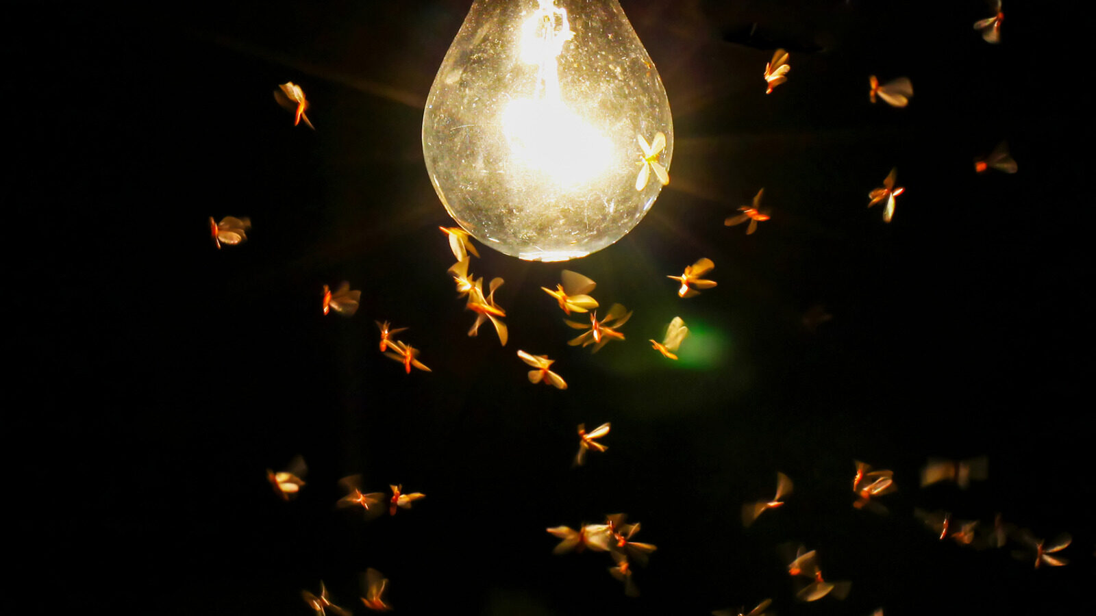 Why Bugs Are Attracted To Your Porch Light