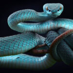 Why Snakes Enjoy Slithering Up Your Toilet