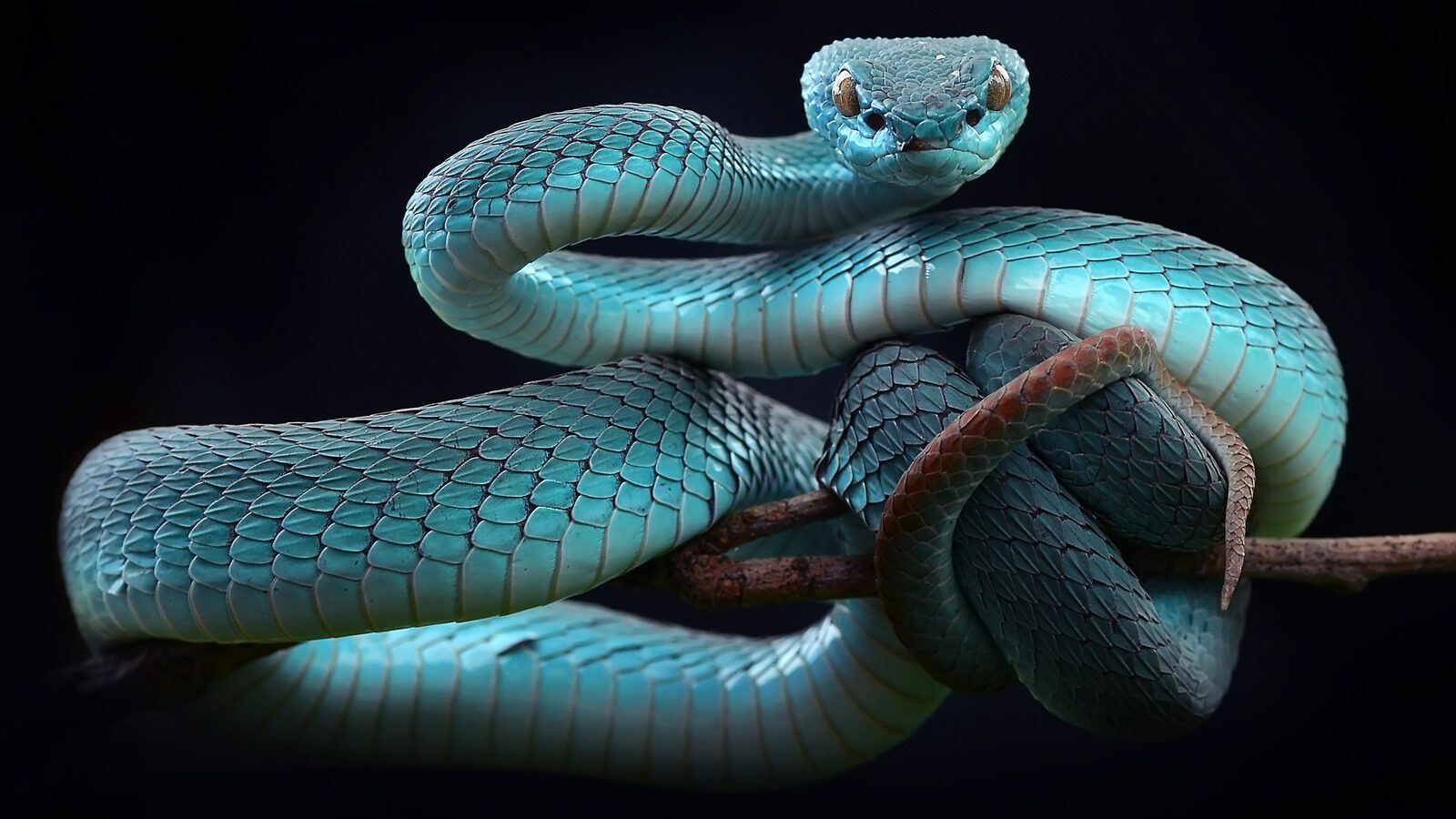 Why Snakes Enjoy Slithering Up Your Toilet
