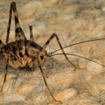 Why Spider Crickets Are Attracted To Your Basement And How To Eliminate Them
