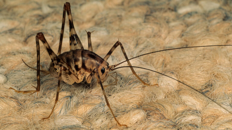Why Spider Crickets Are Attracted To Your Basement And How To Eliminate Them