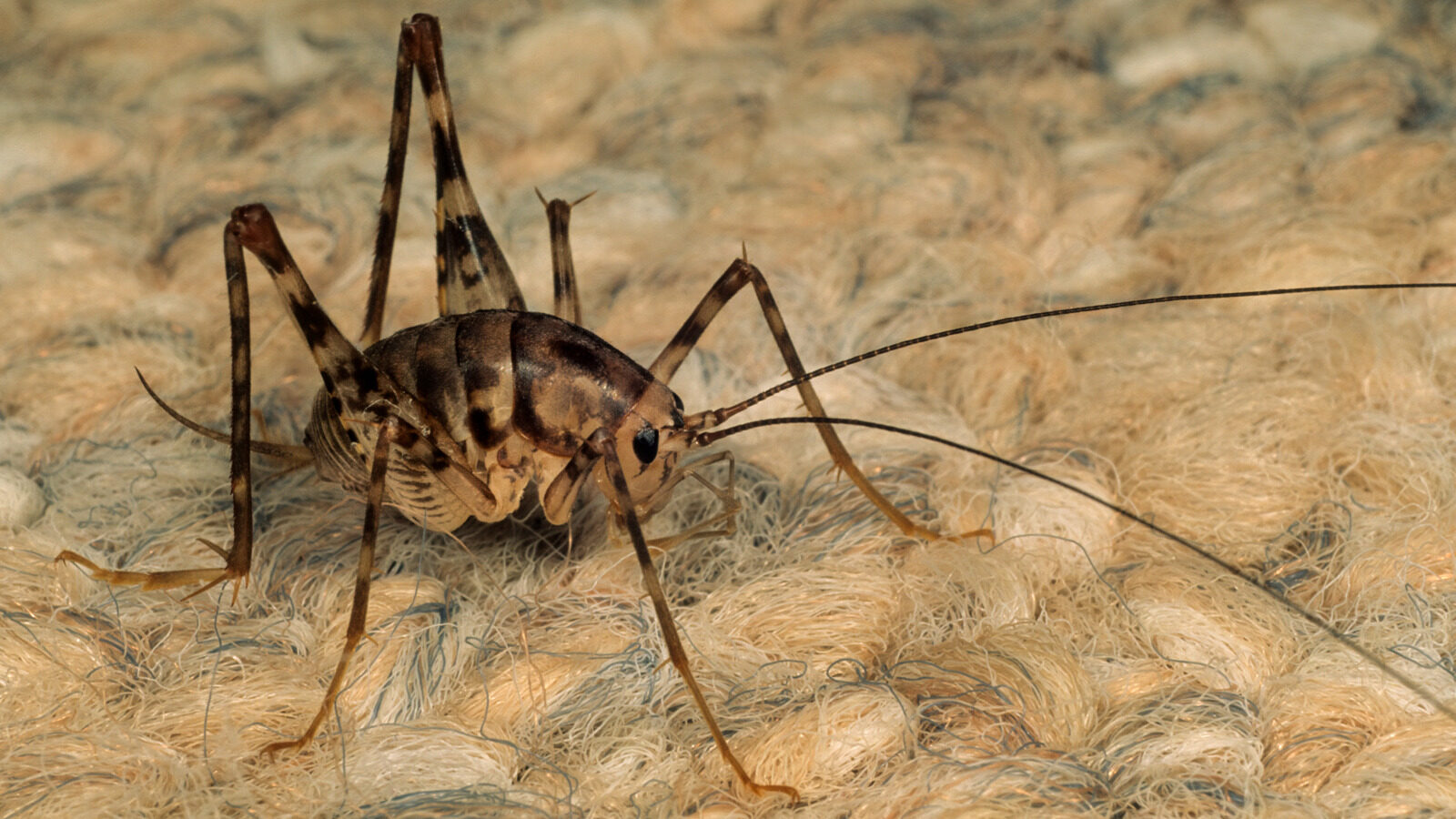 Why Spider Crickets Are Attracted To Your Basement And How To Eliminate Them