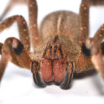 Why The Banana Spider Is One Of The Deadliest Spiders