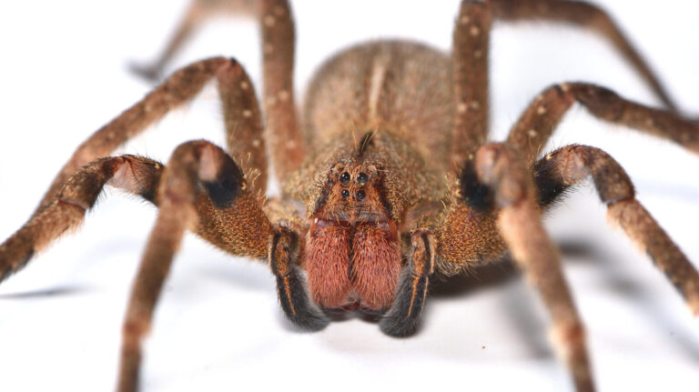 Why The Banana Spider Is One Of The Deadliest Spiders