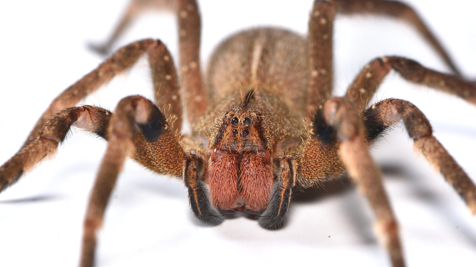 Why The Banana Spider Is One Of The Deadliest Spiders