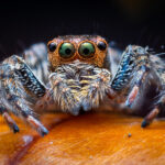 Why This Common Spider At Home Has Scary Eyes