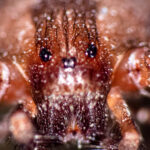 Why You Should Avoid Brown Recluse Spiders In Your Home