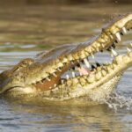 10 Animals Ranked By Their Strong Bite Force