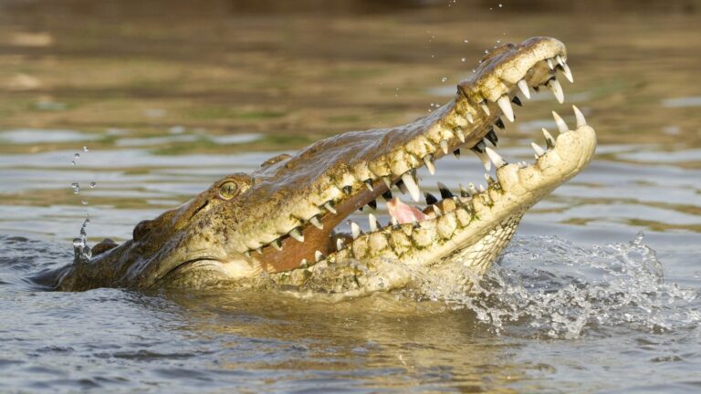 10 Animals Ranked By Their Strong Bite Force