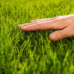 11 Factors That Harm Your Lawn Health