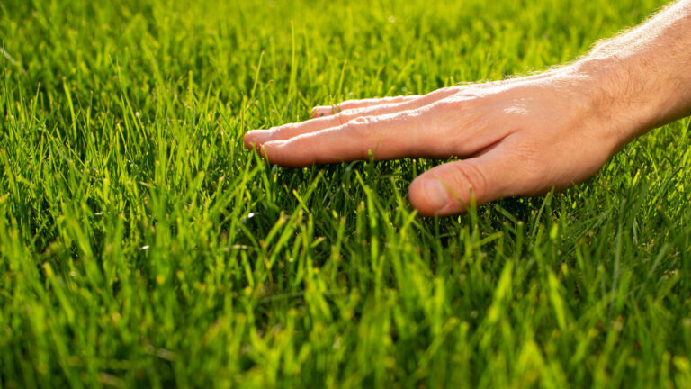 11 Factors That Harm Your Lawn Health