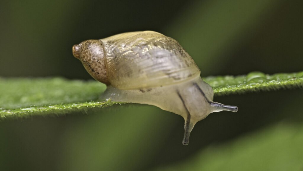 Baby snails have shells and here's what they look like