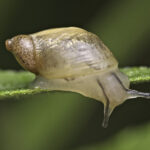 Baby Snails Have Shells And Heres What They Look Like