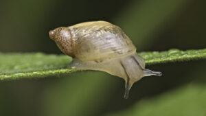 Baby Snails Have Shells And Heres What They Look Like
