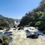 Catfish Species Caught Climbing Waterfall