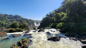 Catfish Species Caught Climbing Waterfall