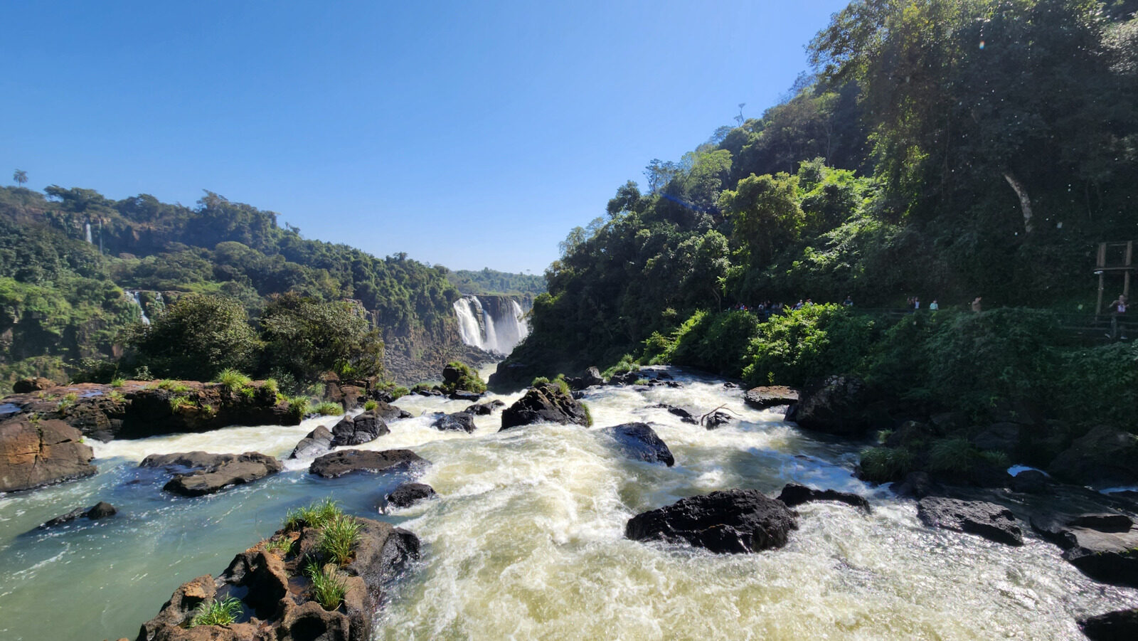 Catfish Species Caught Climbing Waterfall