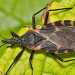 Cdc Issues Warning About Kissing Bug Disease Risks