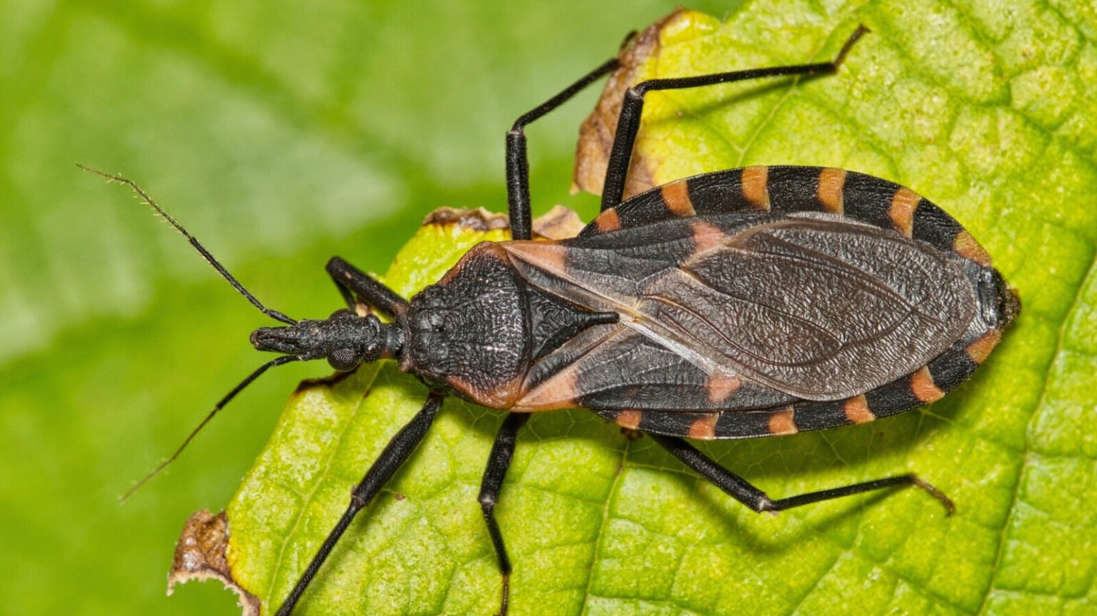 Bug Warning CDC Issues Warning About Kissing Bug Disease Risks