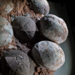 How Dinosaur Eggs Actually Appeared