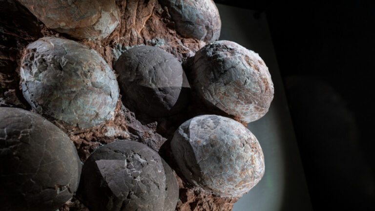 How Dinosaur Eggs Actually Appeared