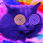 How High Does Your Cat Get From Eating Catnip