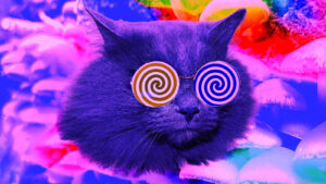 How High Does Your Cat Get From Eating Catnip