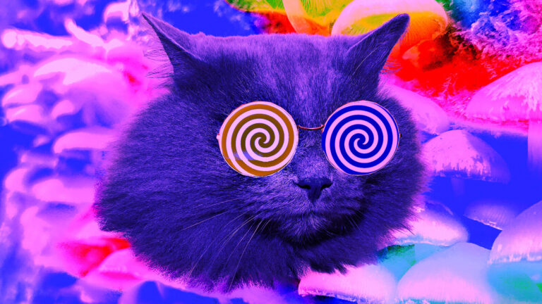 How High Does Your Cat Get From Eating Catnip