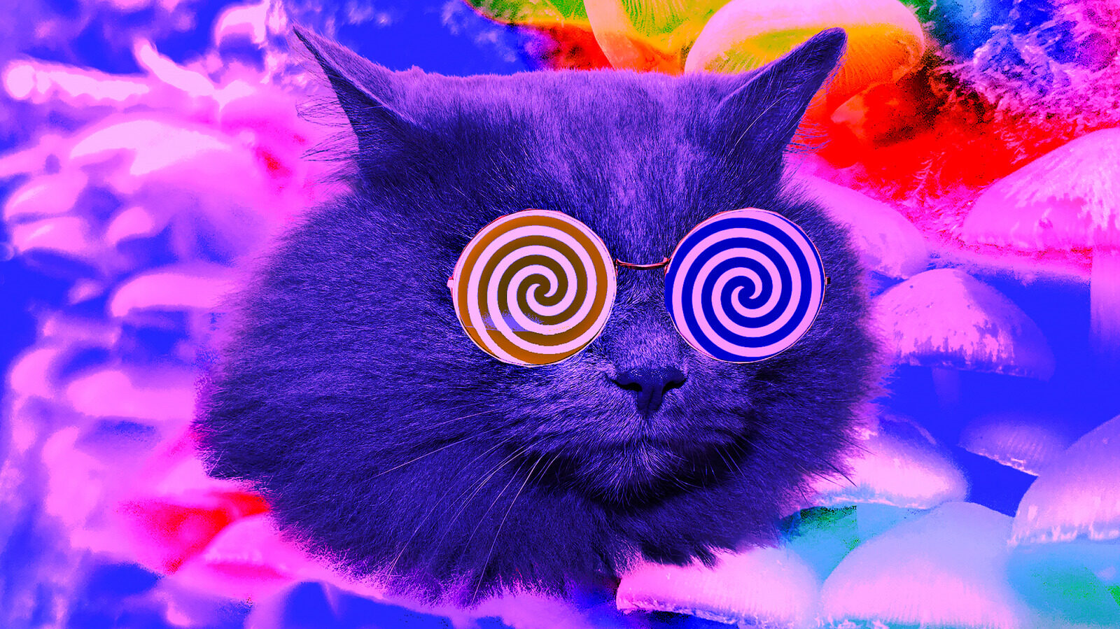 How High Does Your Cat Get From Eating Catnip