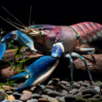 New Colorful Species Discovered In Aquariums After 20 Years