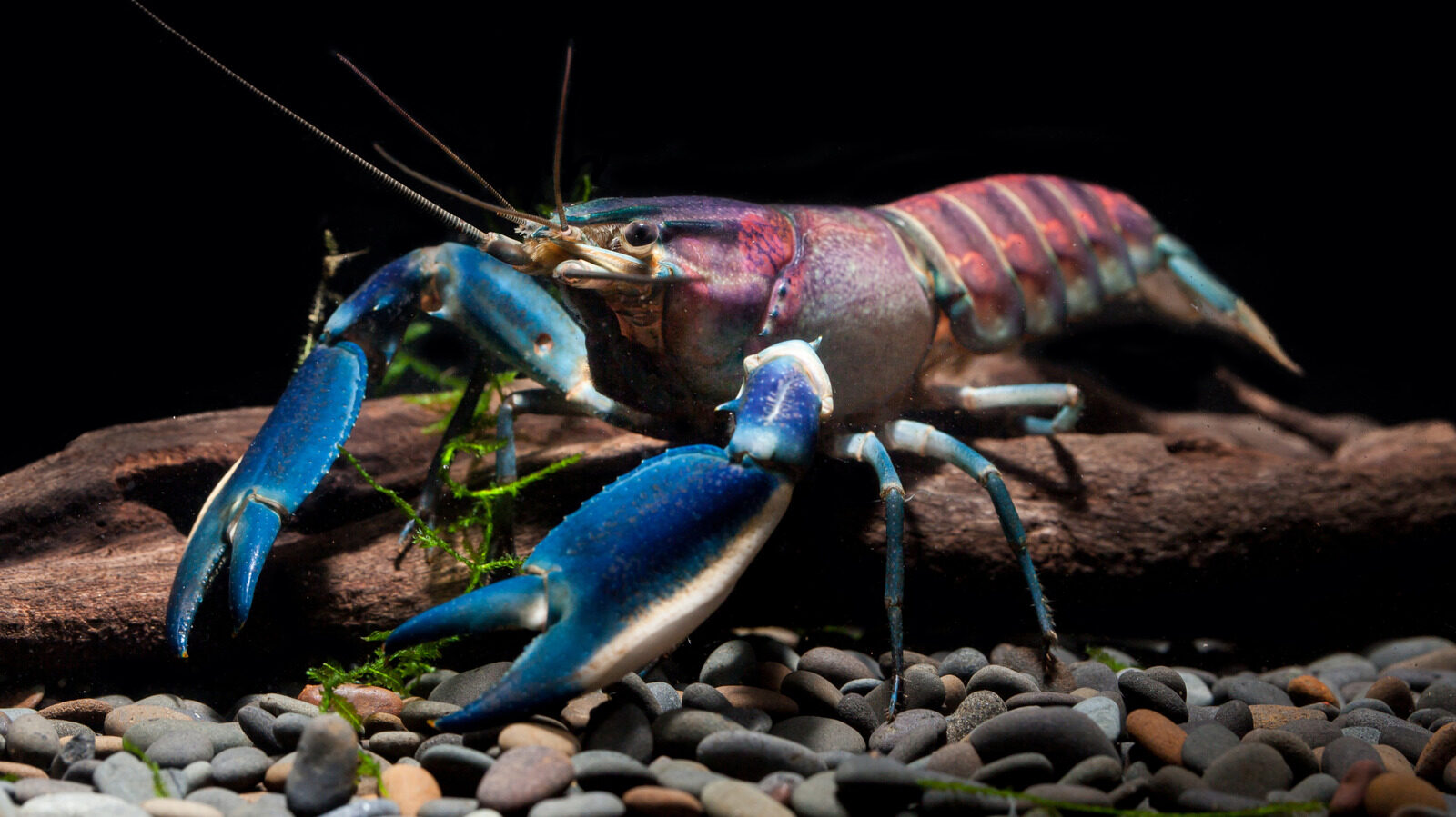 New Colorful Species Discovered In Aquariums After 20 Years