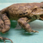 New Fanged Animal Species Discovered In 2024 With Unique Traits