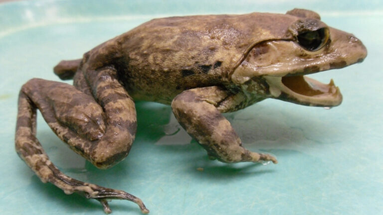 New Fanged Animal Species Discovered In 2024 With Unique Traits