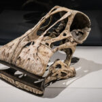 Obscure Dinosaur Species With 500 Teeth Discovered