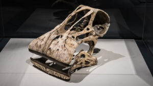 Obscure Dinosaur Species With 500 Teeth Discovered