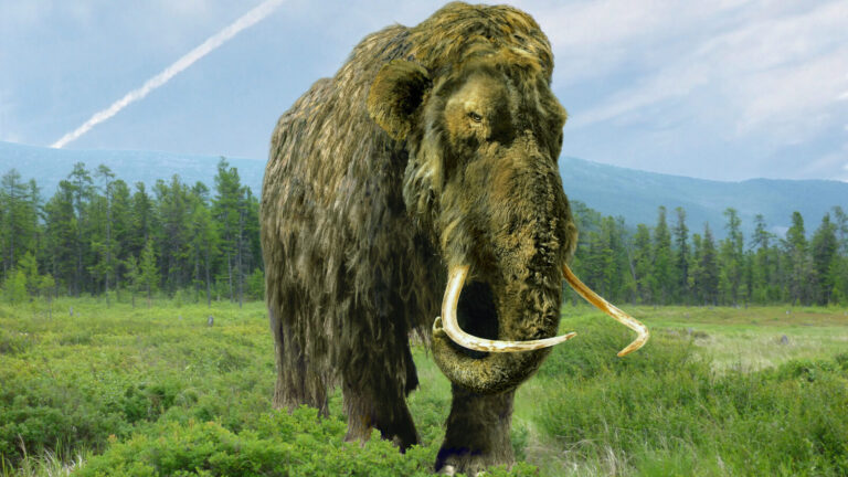 One Major Reason Scientists Aim To Revive Woolly Mammoths