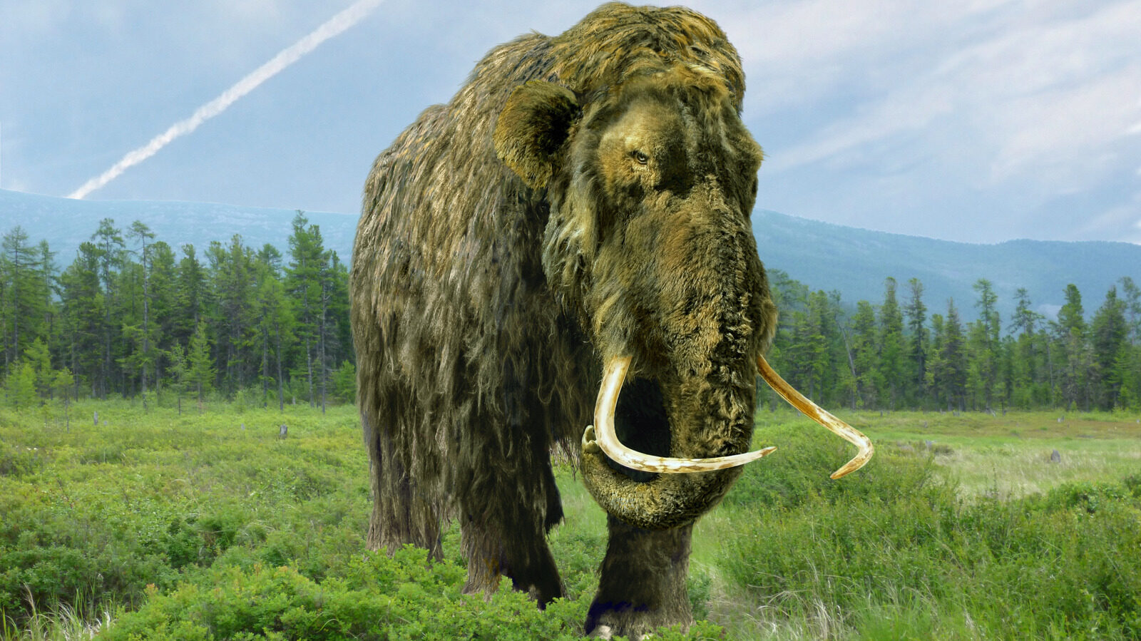 One Major Reason Scientists Aim To Revive Woolly Mammoths