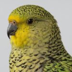 Rare Bird Extinct For Over 100 Years Or Still Alive