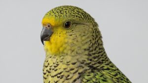 Rare Bird Extinct For Over 100 Years Or Still Alive