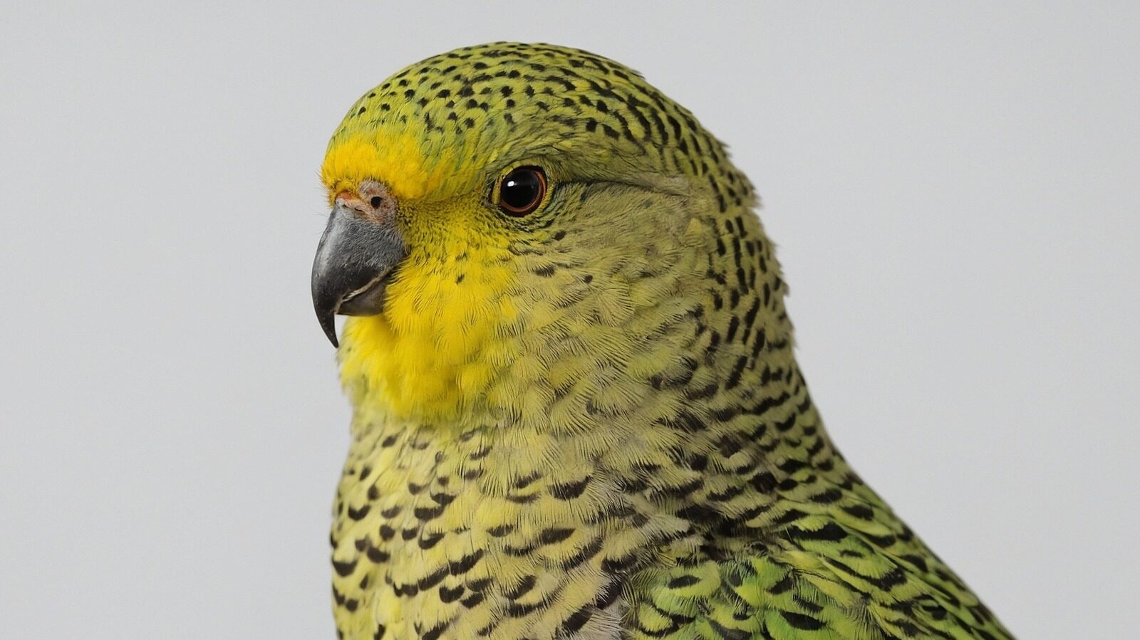 Rare Bird Extinct For Over 100 Years Or Still Alive