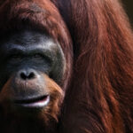 Reasons Behind The Extinction Of The Worlds Largest Ape