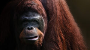 Reasons Behind The Extinction Of The Worlds Largest Ape