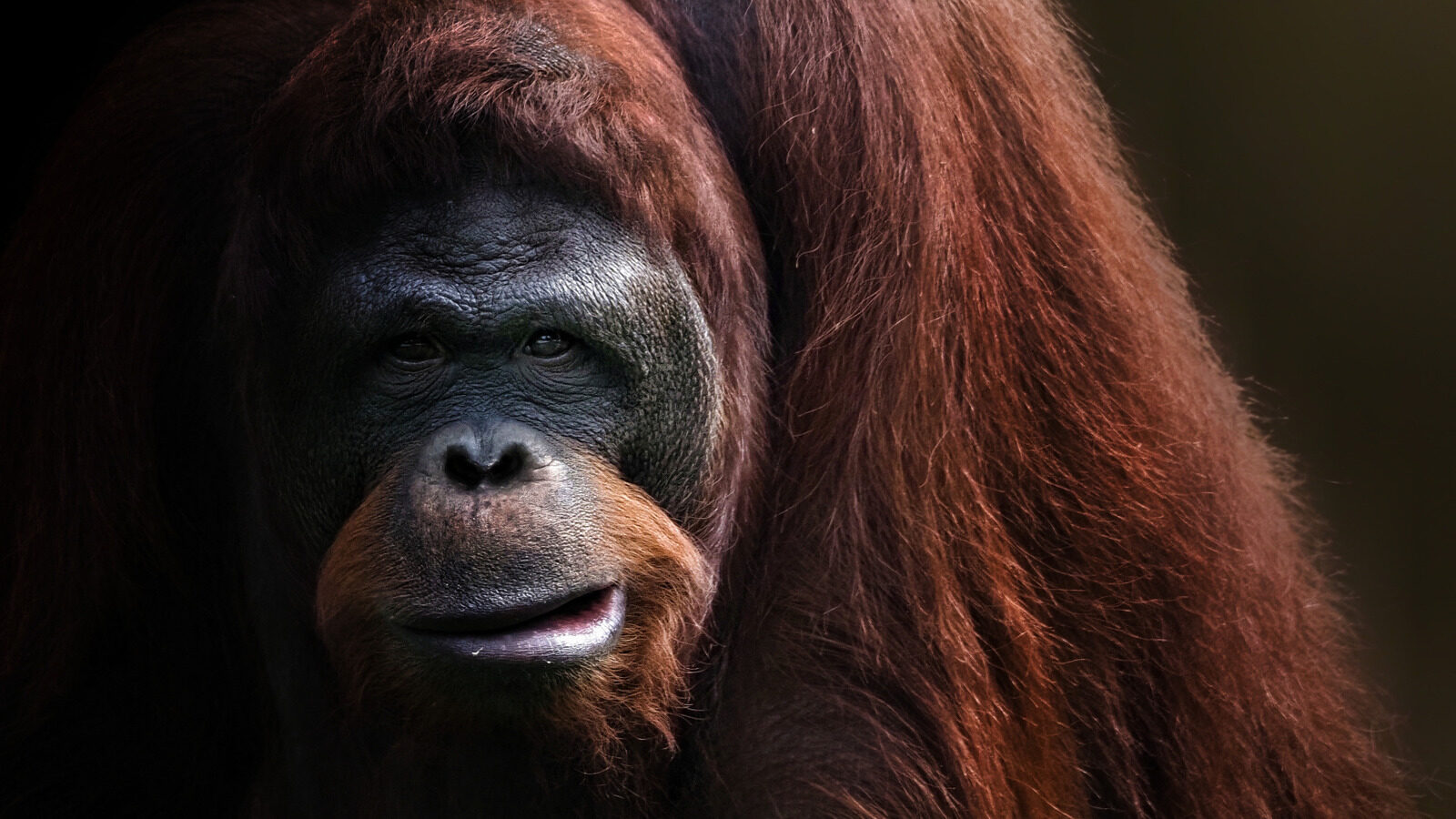 Reasons Behind The Extinction Of The Worlds Largest Ape