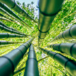 Reasons To Avoid Planting Bamboo Next To Your House