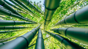 Reasons To Avoid Planting Bamboo Next To Your House