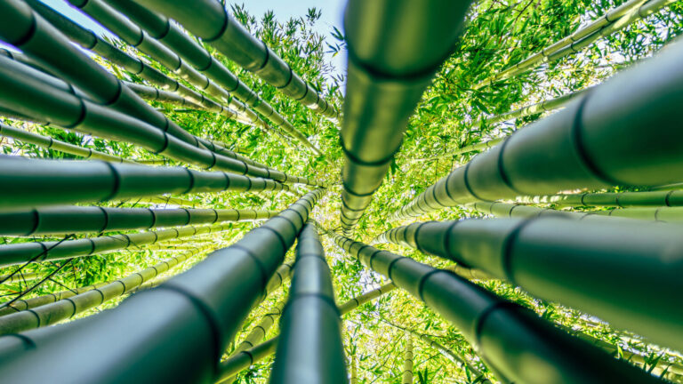 Reasons To Avoid Planting Bamboo Next To Your House