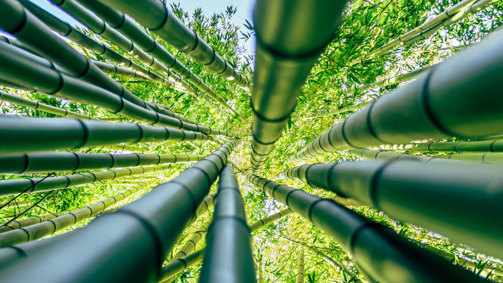 Reasons To Avoid Planting Bamboo Next To Your House
