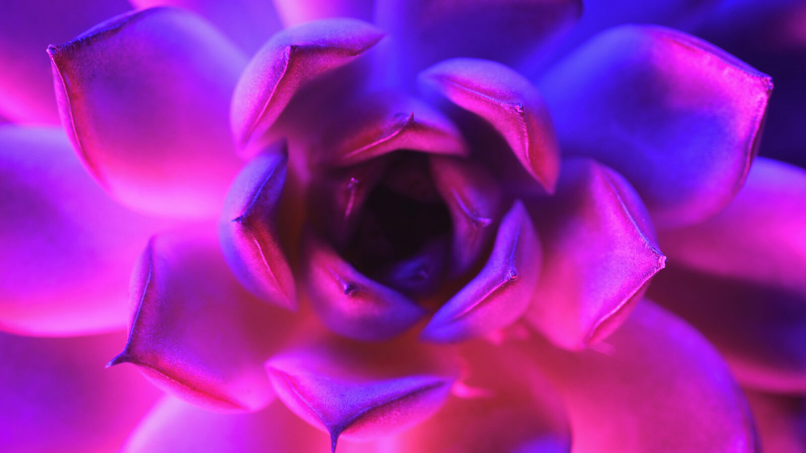 Scientists Discover Method To Create Glowing Succulent Plants