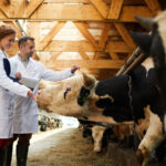 Scientists Discover Surprising Effects Of Sunflower Seeds On Cows